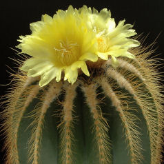 Cacto notocactus warasii
